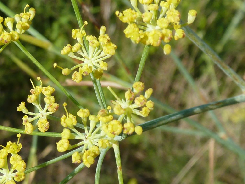 Foeniculum vulgare / Finocchio comune