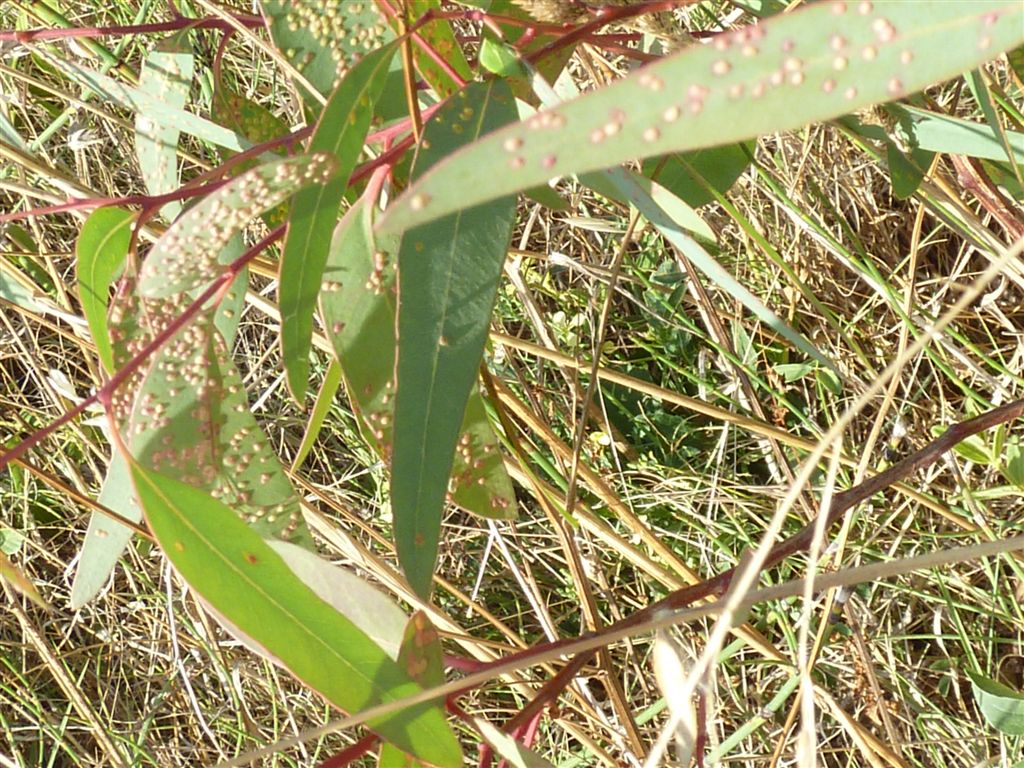 su foglie di Eucalyptus