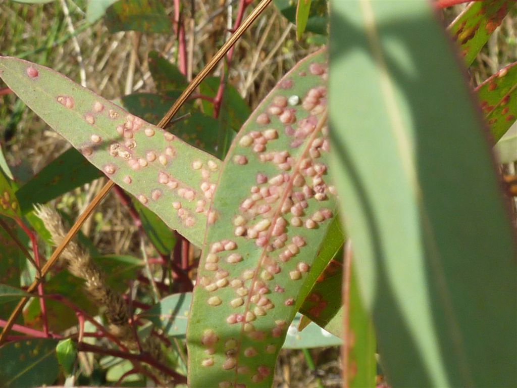 su foglie di Eucalyptus