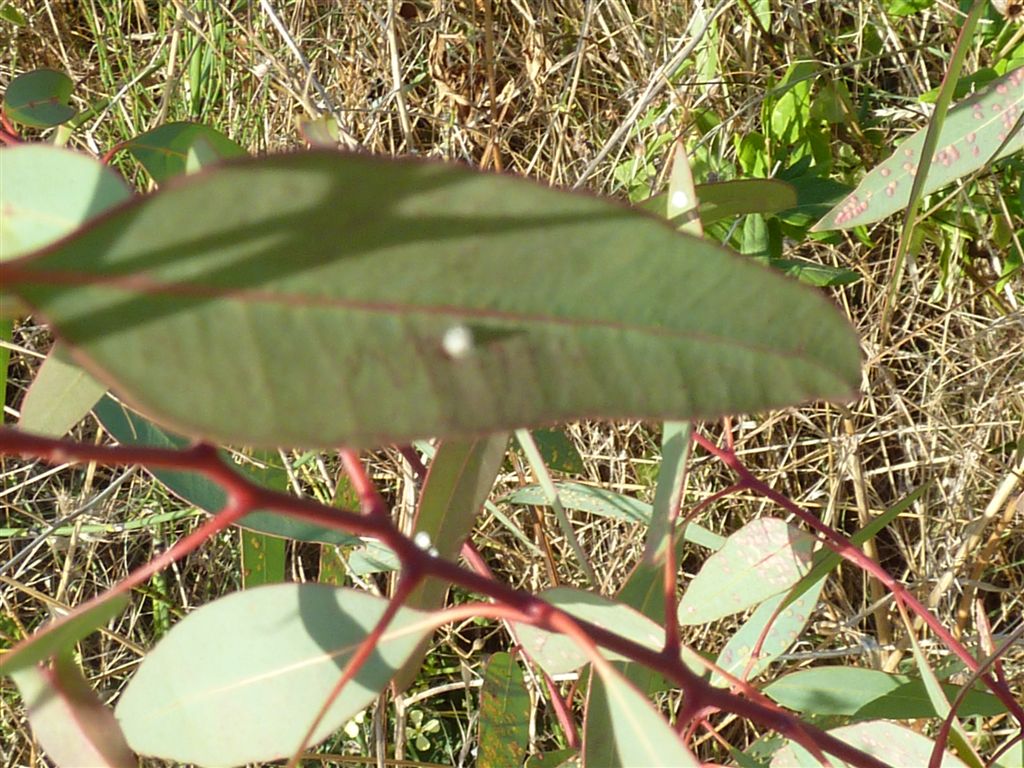 su foglie di Eucalyptus