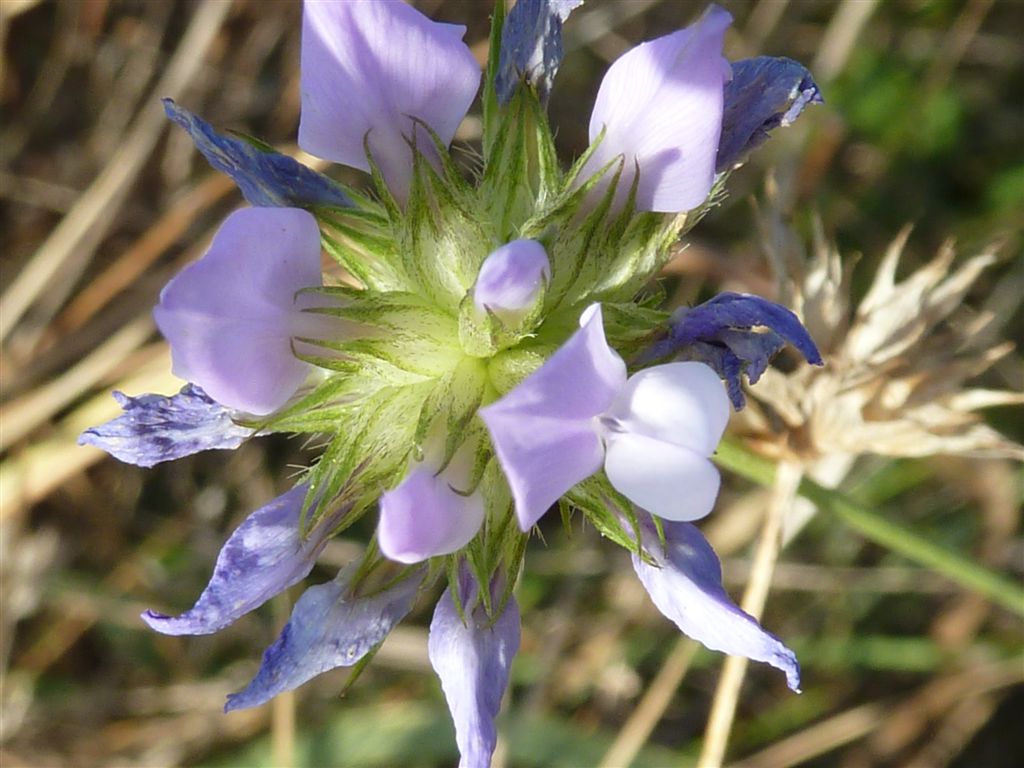 Bituminaria bituminosa