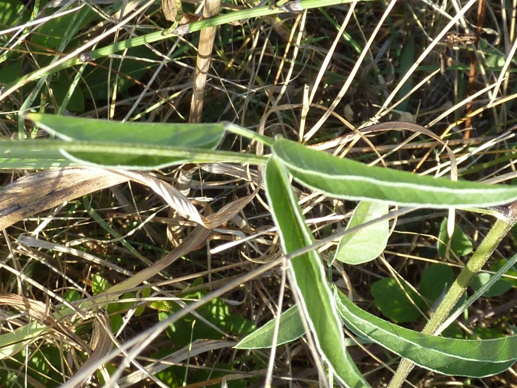 Bituminaria bituminosa