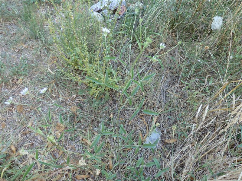Bituminaria bituminosa
