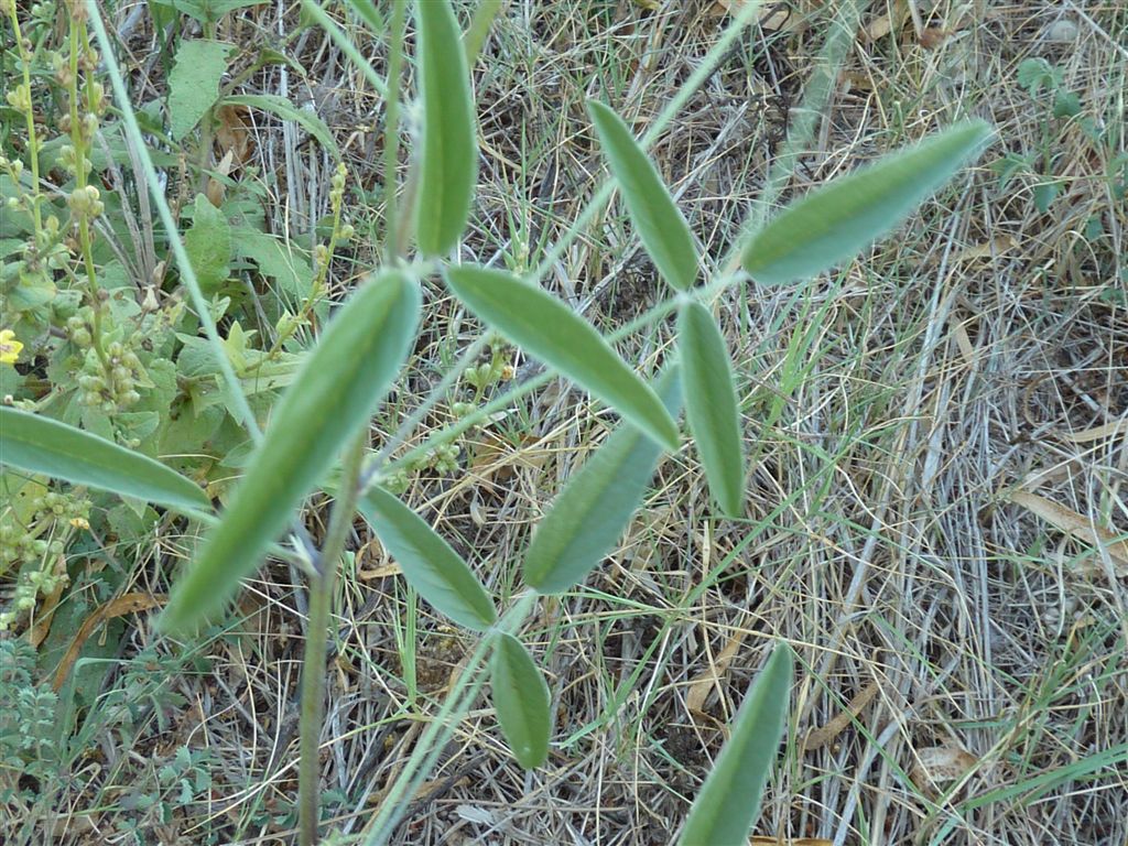 Bituminaria bituminosa