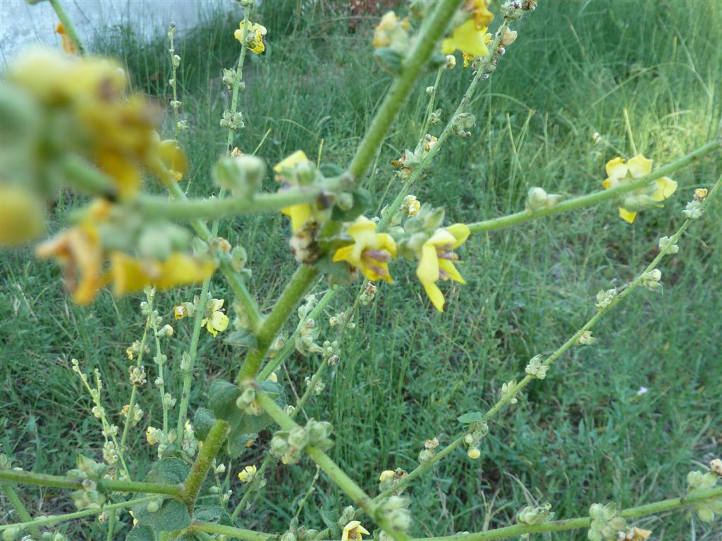 Verbascum sinuatum