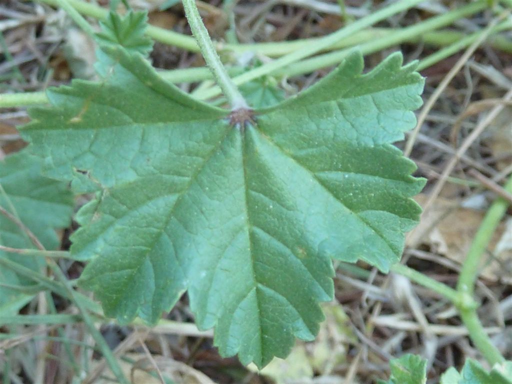 Malva sylvestris