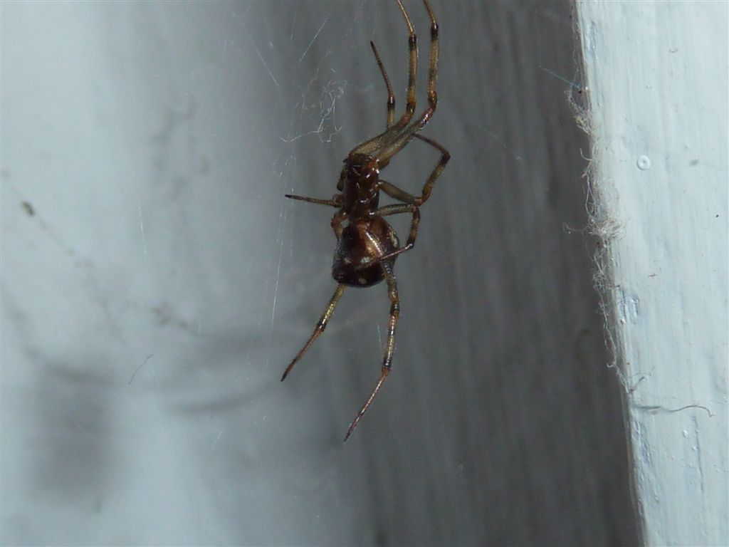Steatoda triangulosa