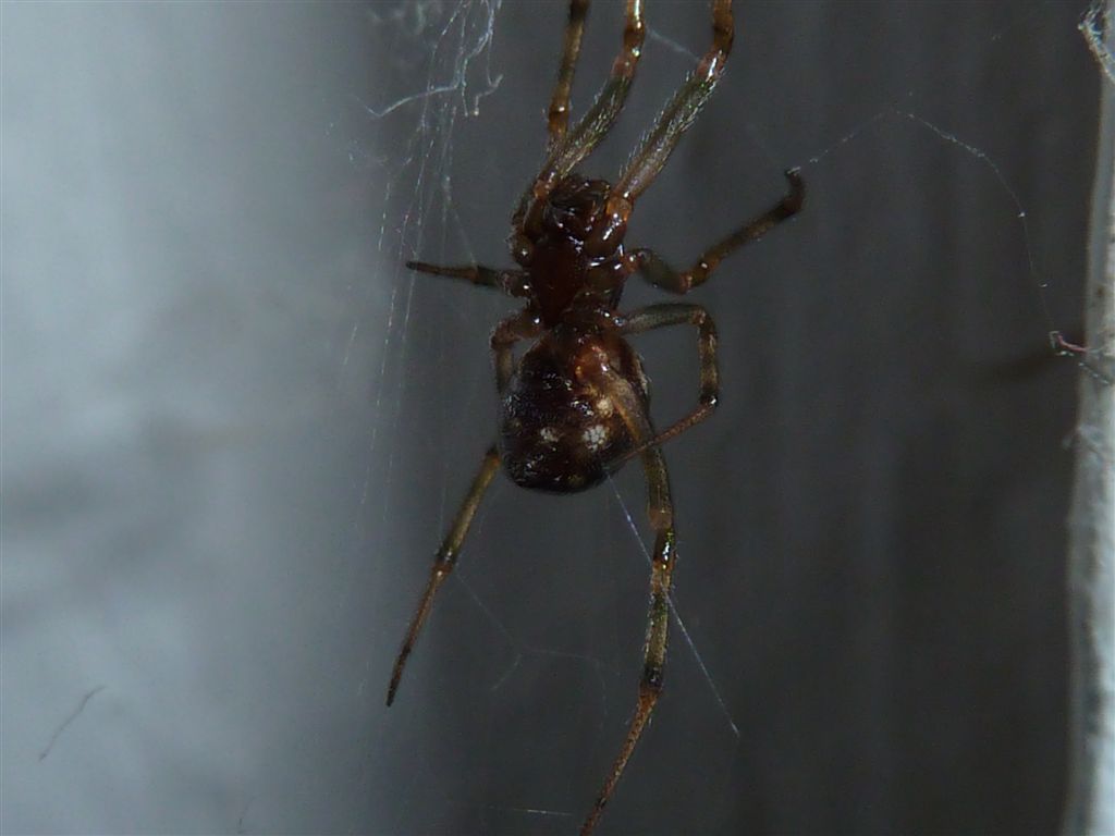 Steatoda triangulosa