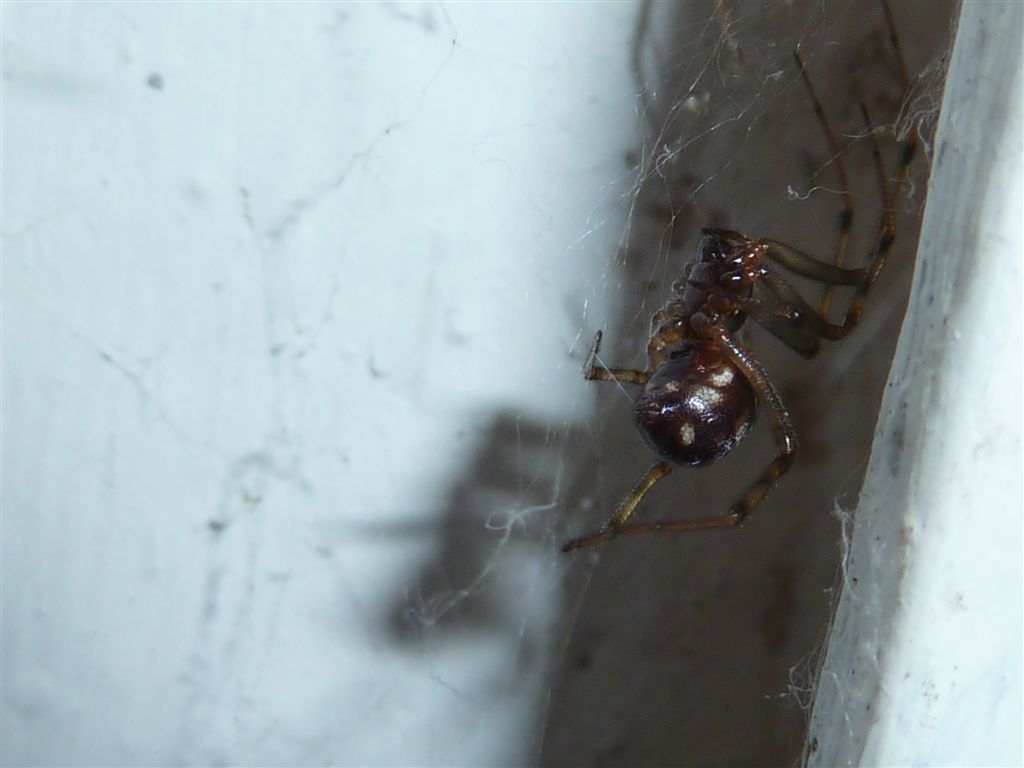 Steatoda triangulosa