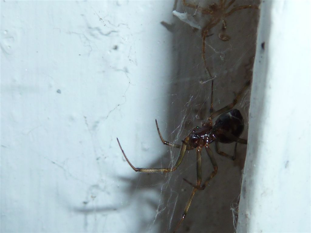 Steatoda triangulosa