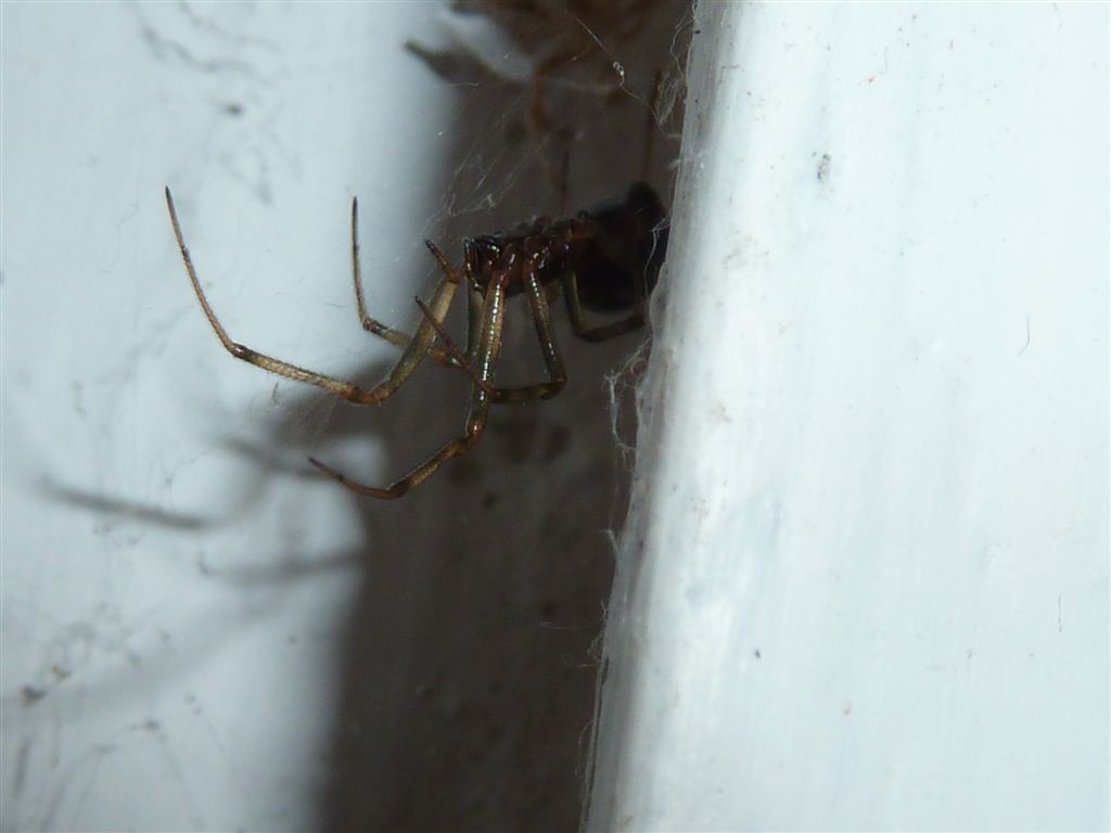 Steatoda triangulosa