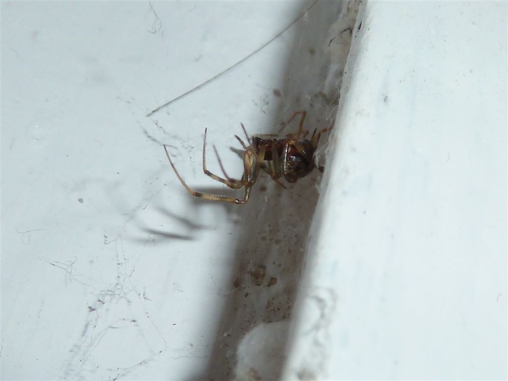 Steatoda triangulosa