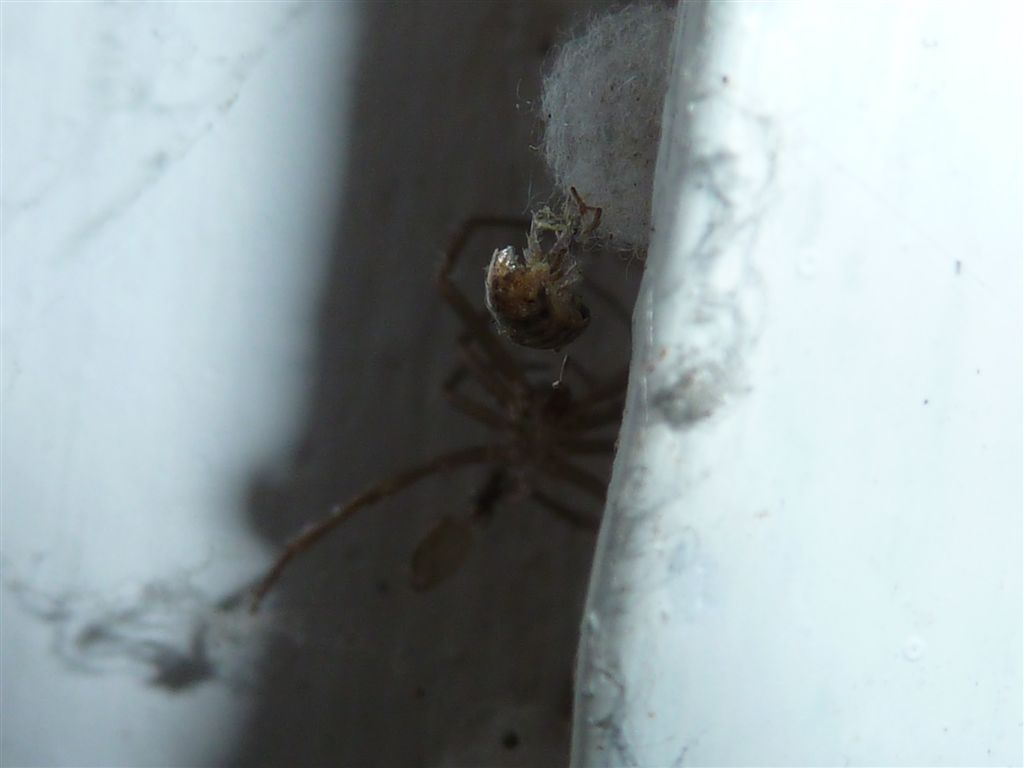 Steatoda triangulosa