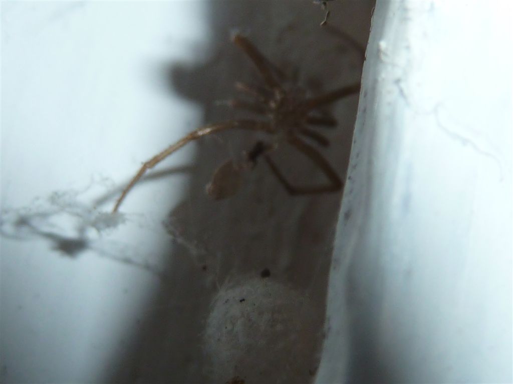 Steatoda triangulosa