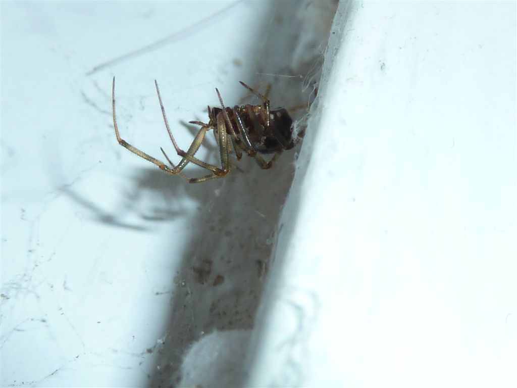 Steatoda triangulosa