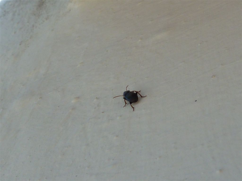 Carabidae (foto da dietro)
