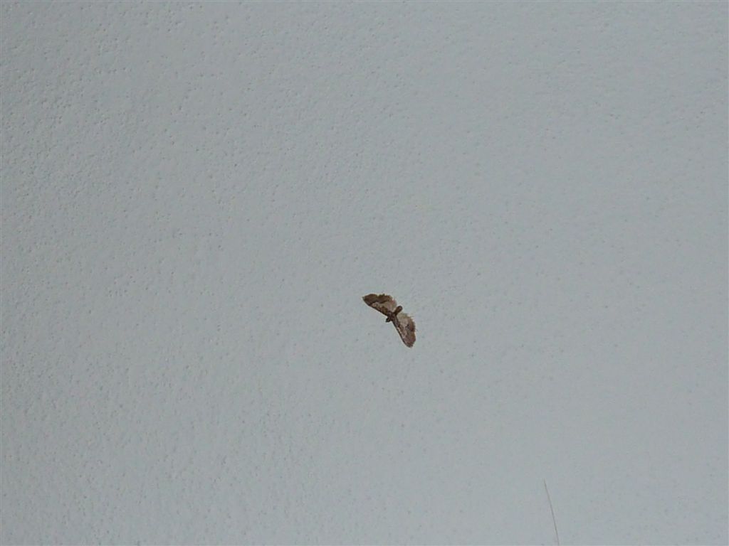 Hydriris ornatalis