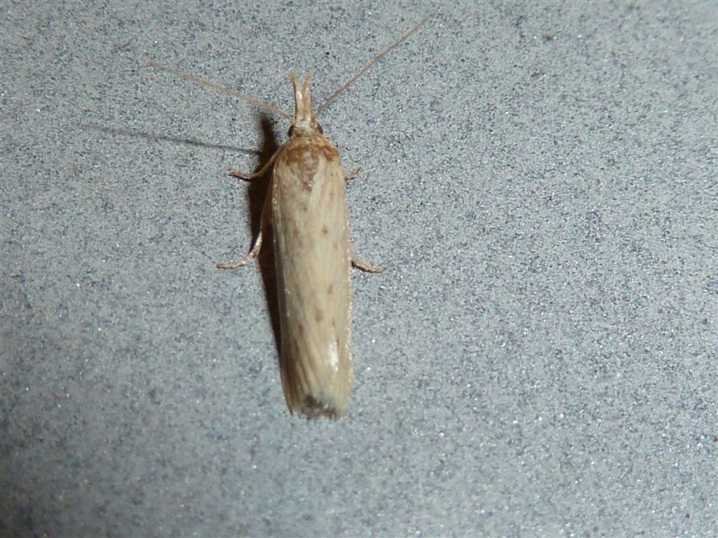 Id. Falena3