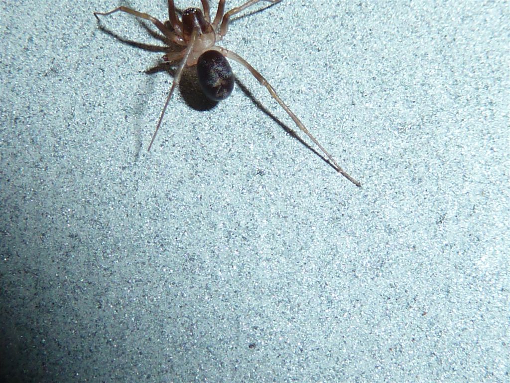 Zodarion sp.