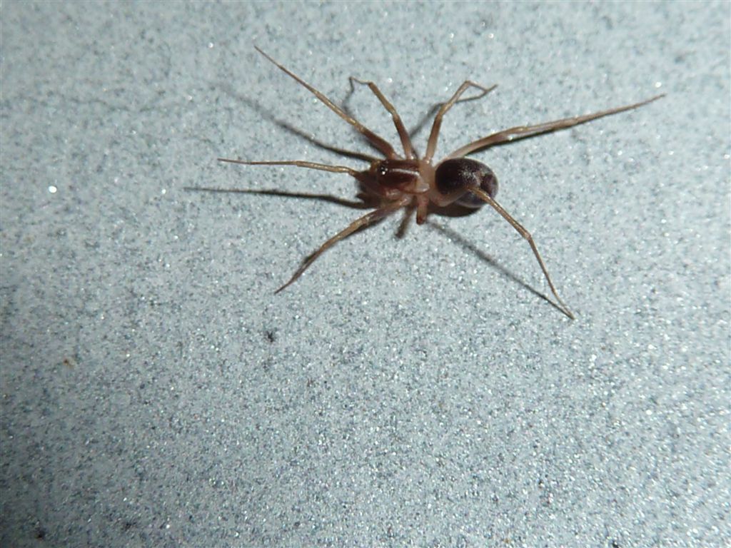 Zodarion sp.