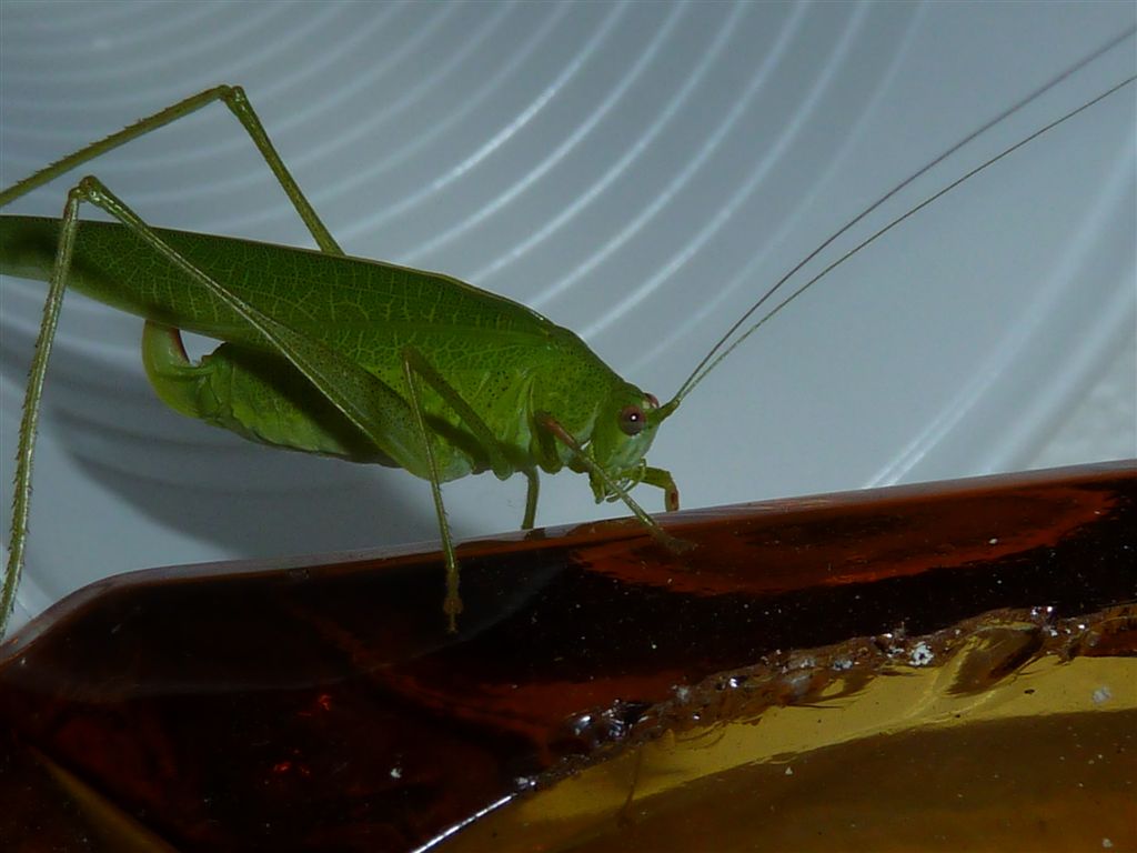 Cavalletta verde: Phaneroptera nana