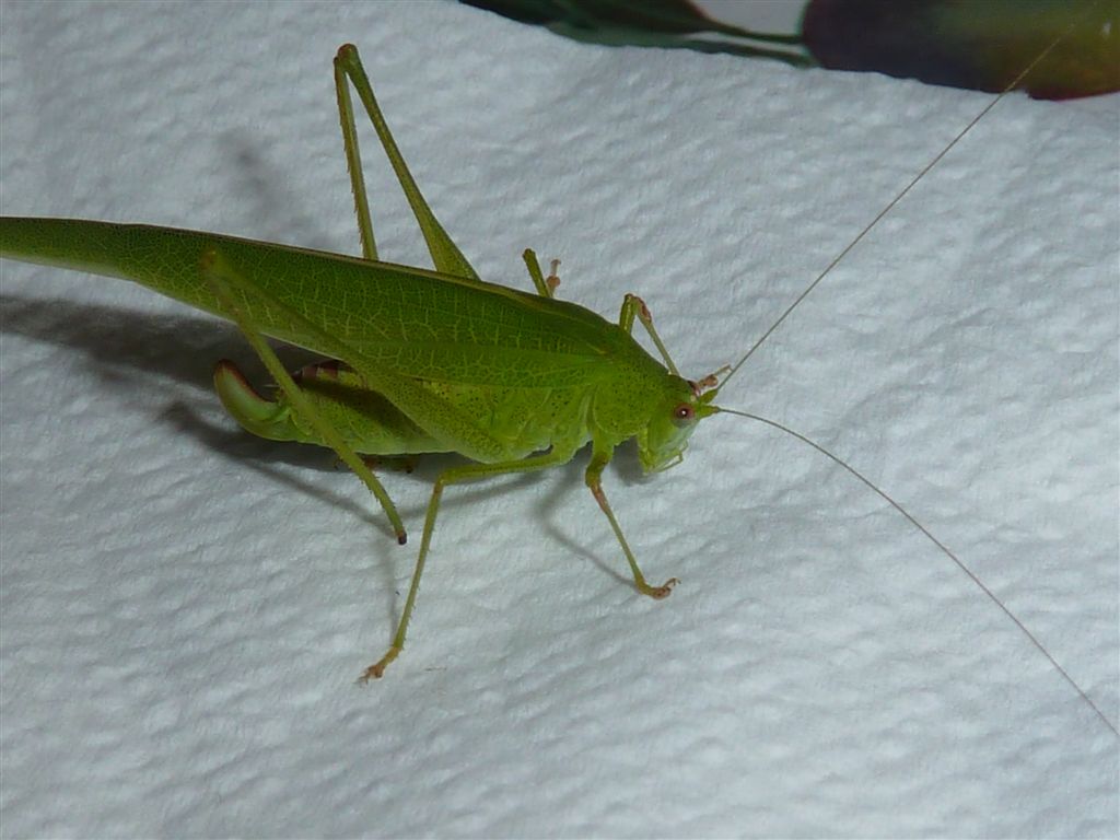 Cavalletta verde: Phaneroptera nana