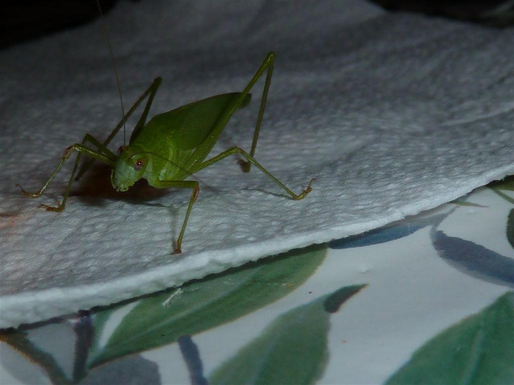 Cavalletta verde: Phaneroptera nana