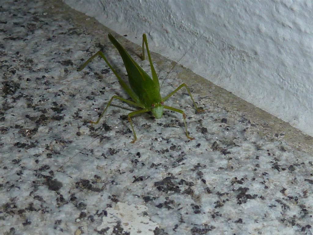 Cavalletta verde: Phaneroptera nana