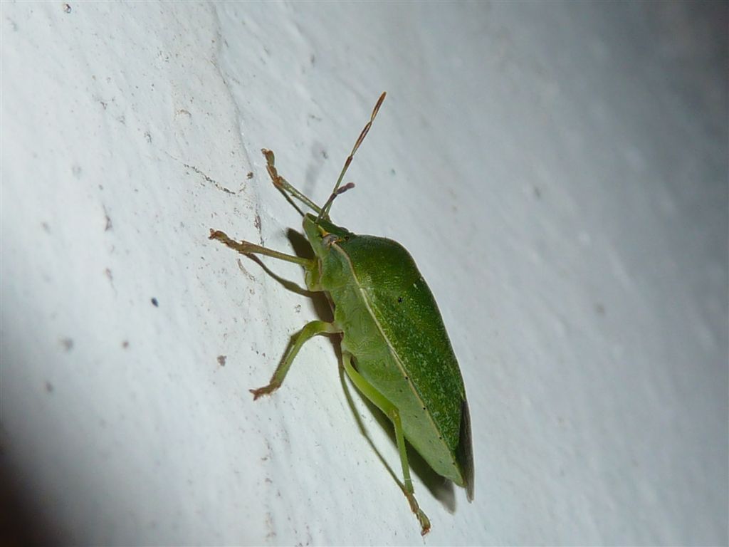 Nezara viridula?? S