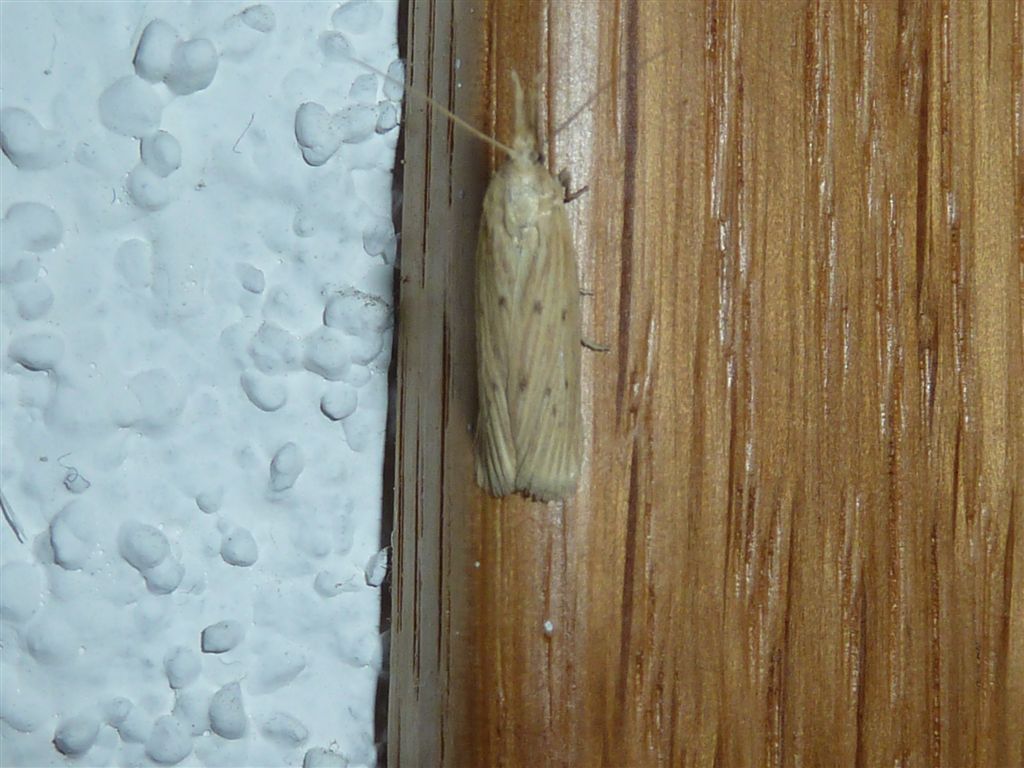 Id. Falena3