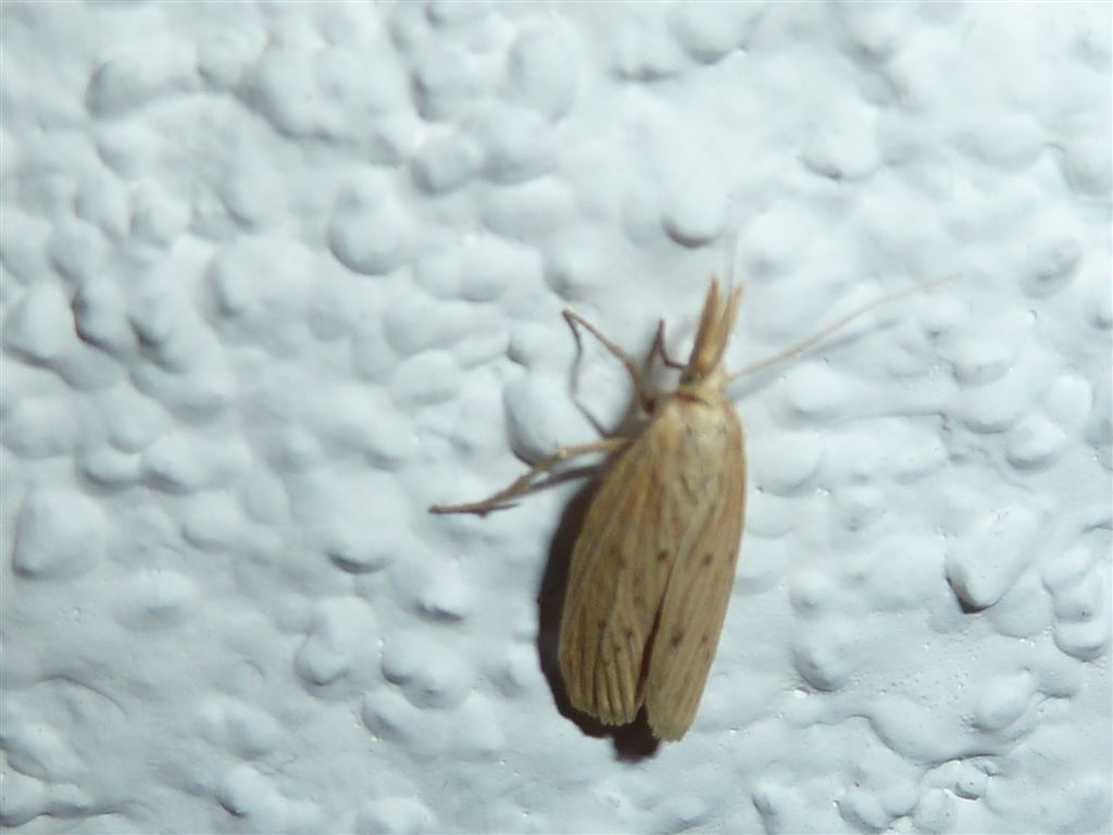 Id. Falena3