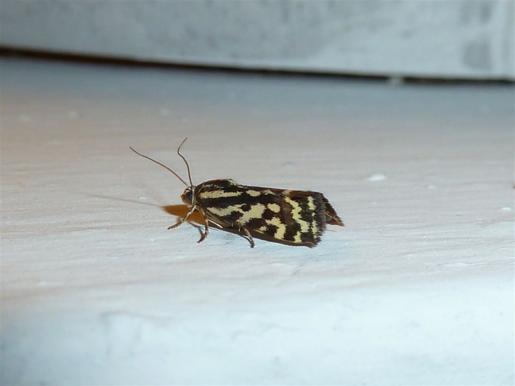 Id. Falena4