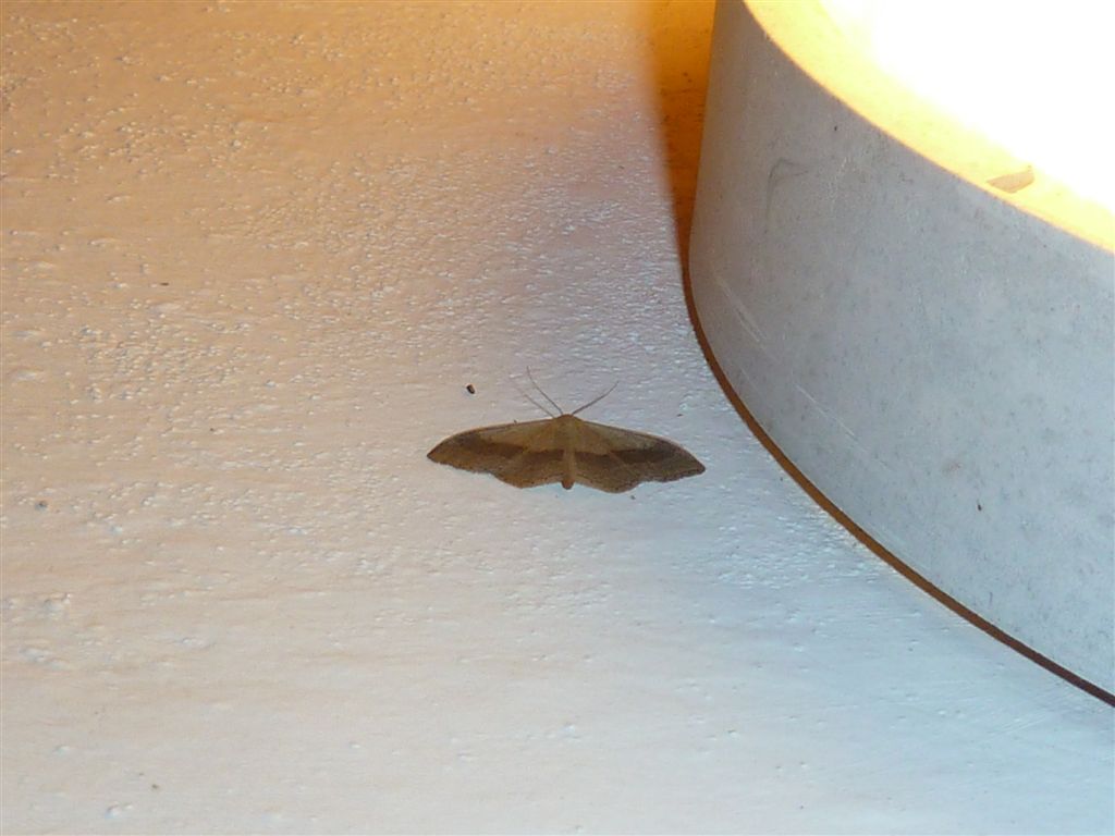 Idaea aversata