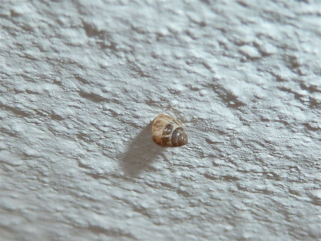 Cochlicella cfr.acuta