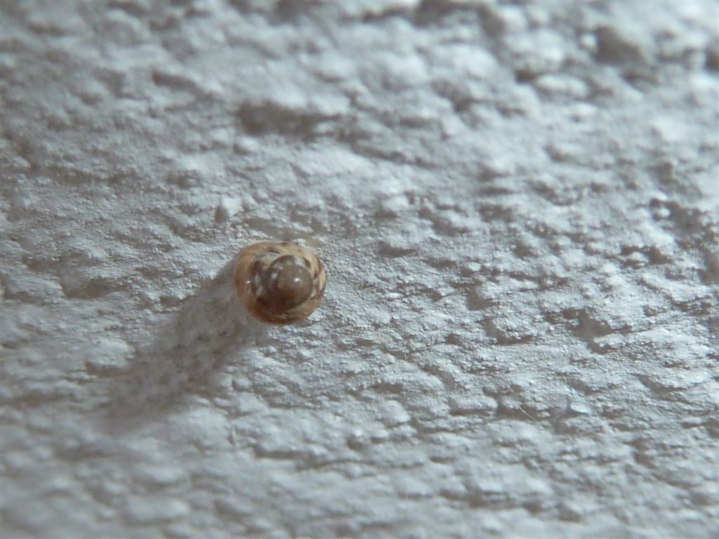 Cochlicella cfr.acuta