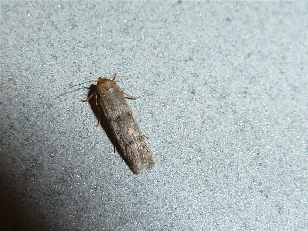 Blastobasis cfr. phycidella (Blastobasidae)