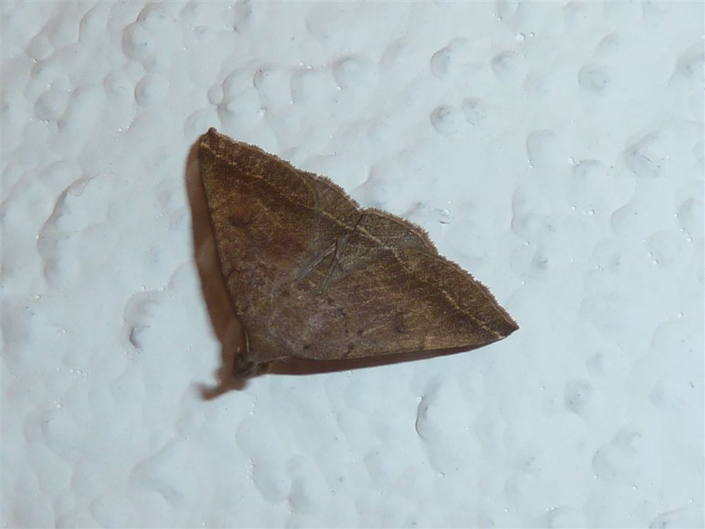 Pechipogo plumigeralis