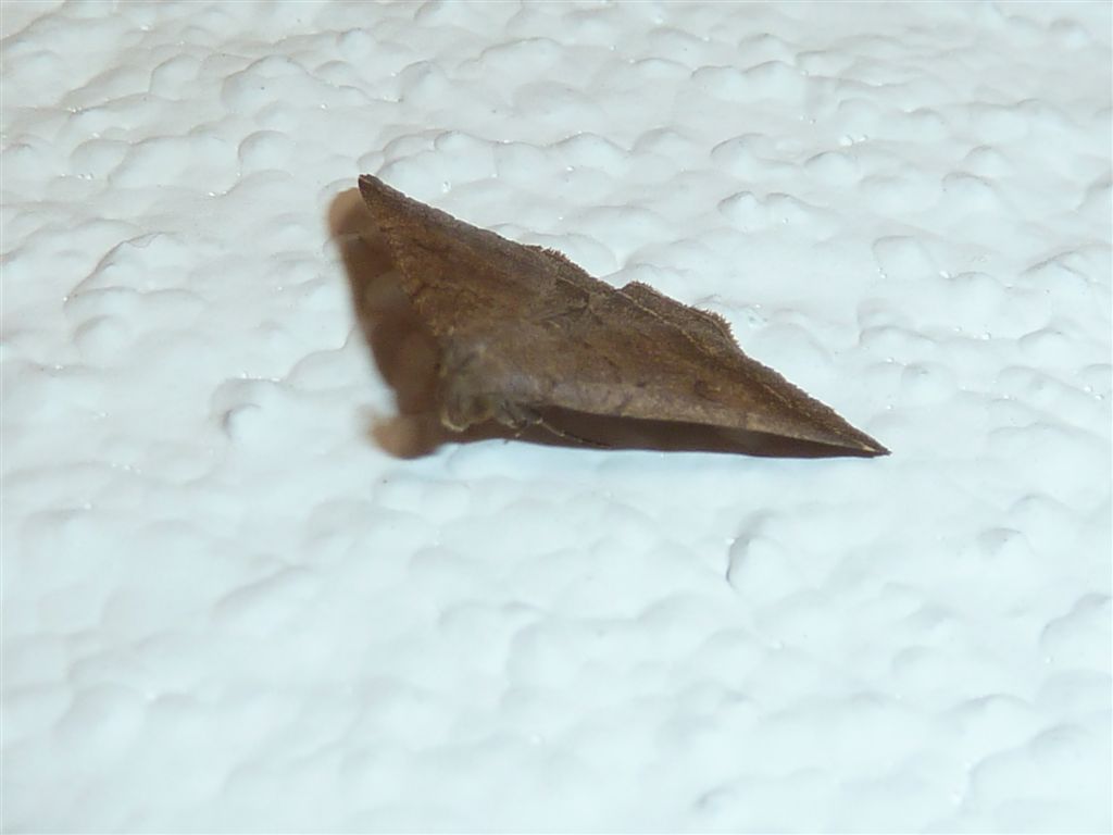Pechipogo plumigeralis