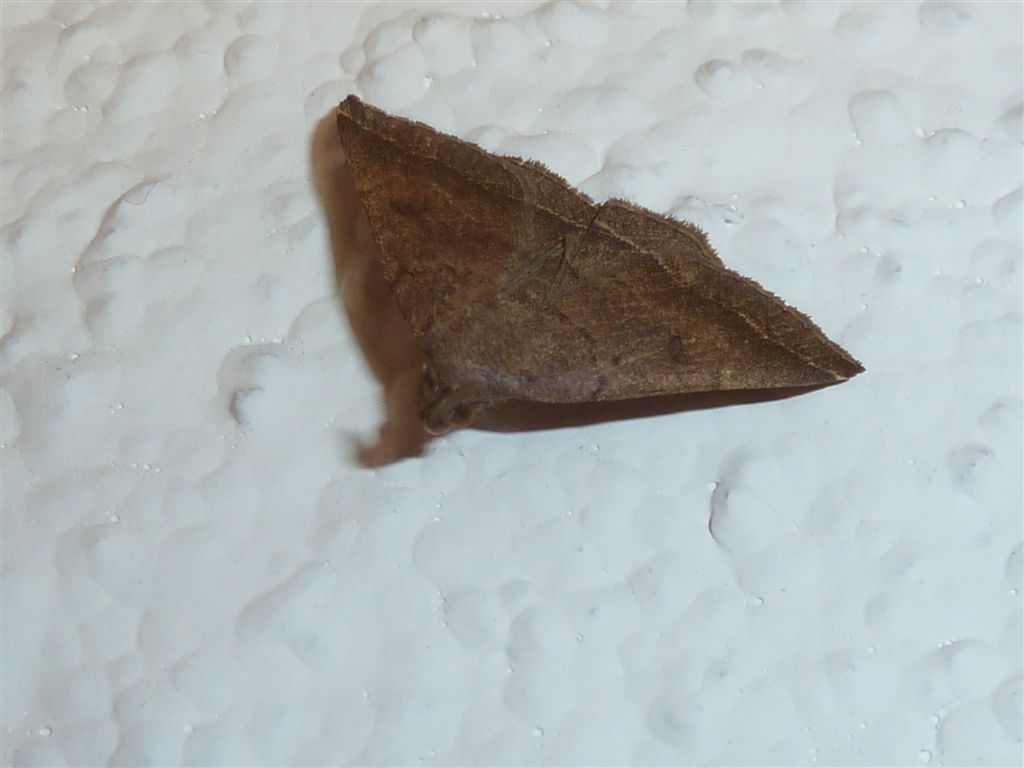 Pechipogo plumigeralis
