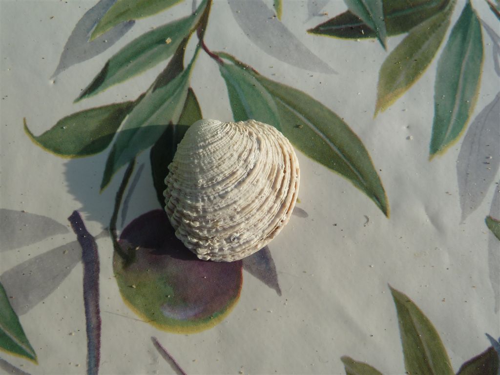 Bivalve dell''Elba