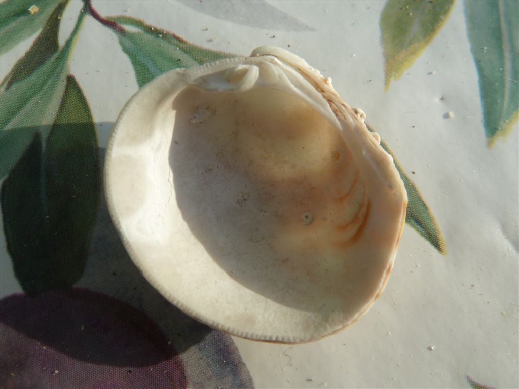 Bivalve dell''Elba
