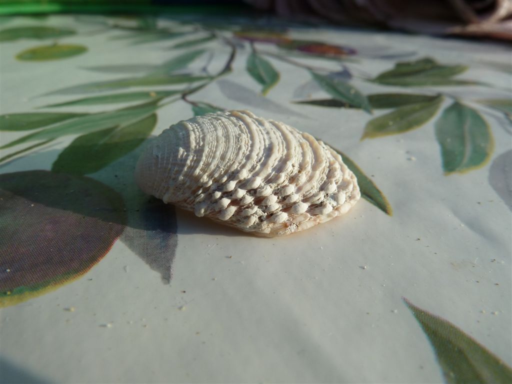 Bivalve dell''Elba