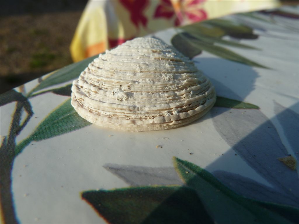Bivalve dell''Elba