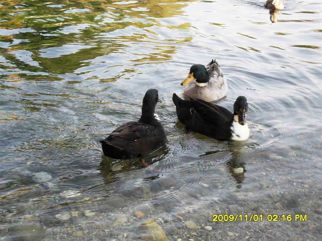 Germani reali e....?