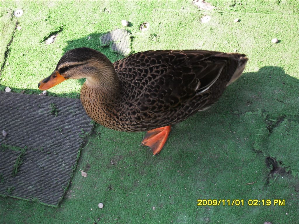 Germani reali e....?