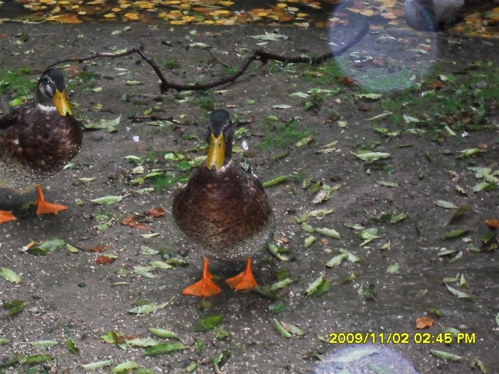 Germani reali e....?