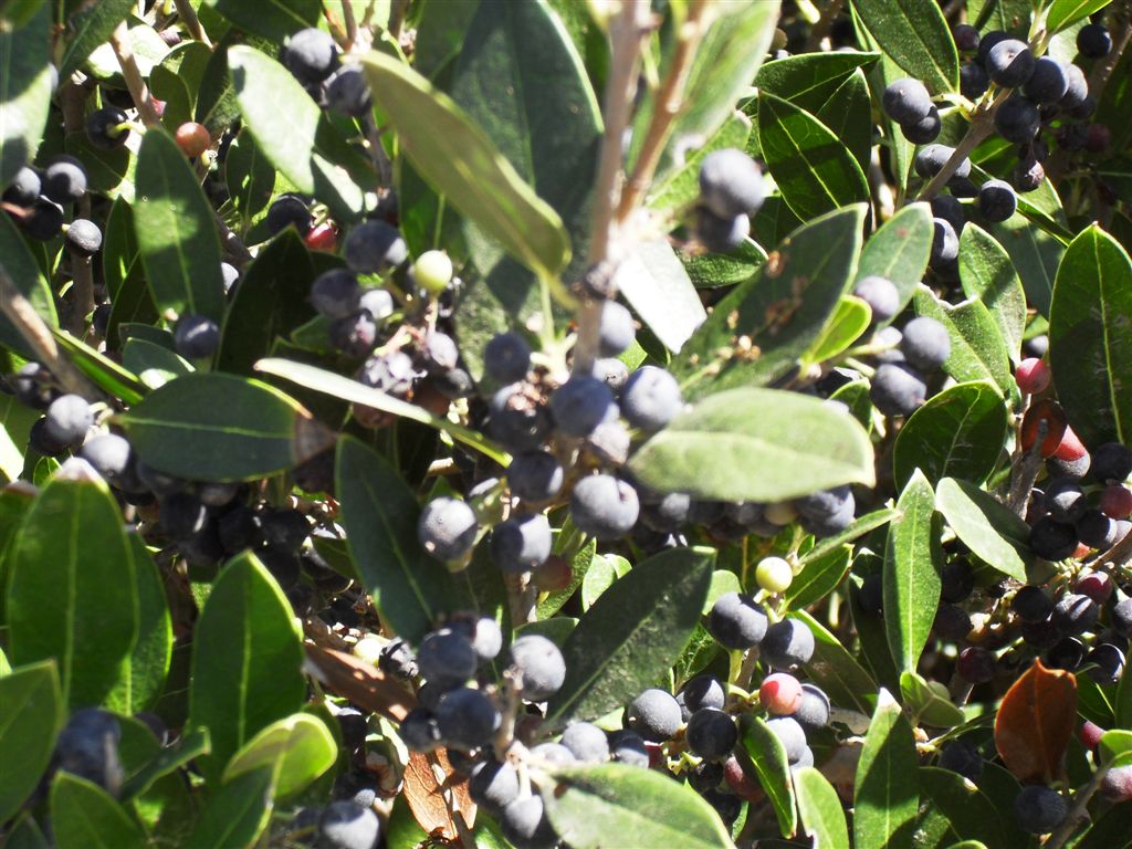 Bacche : Phyllirea latifolia e Pistacia lentiscus