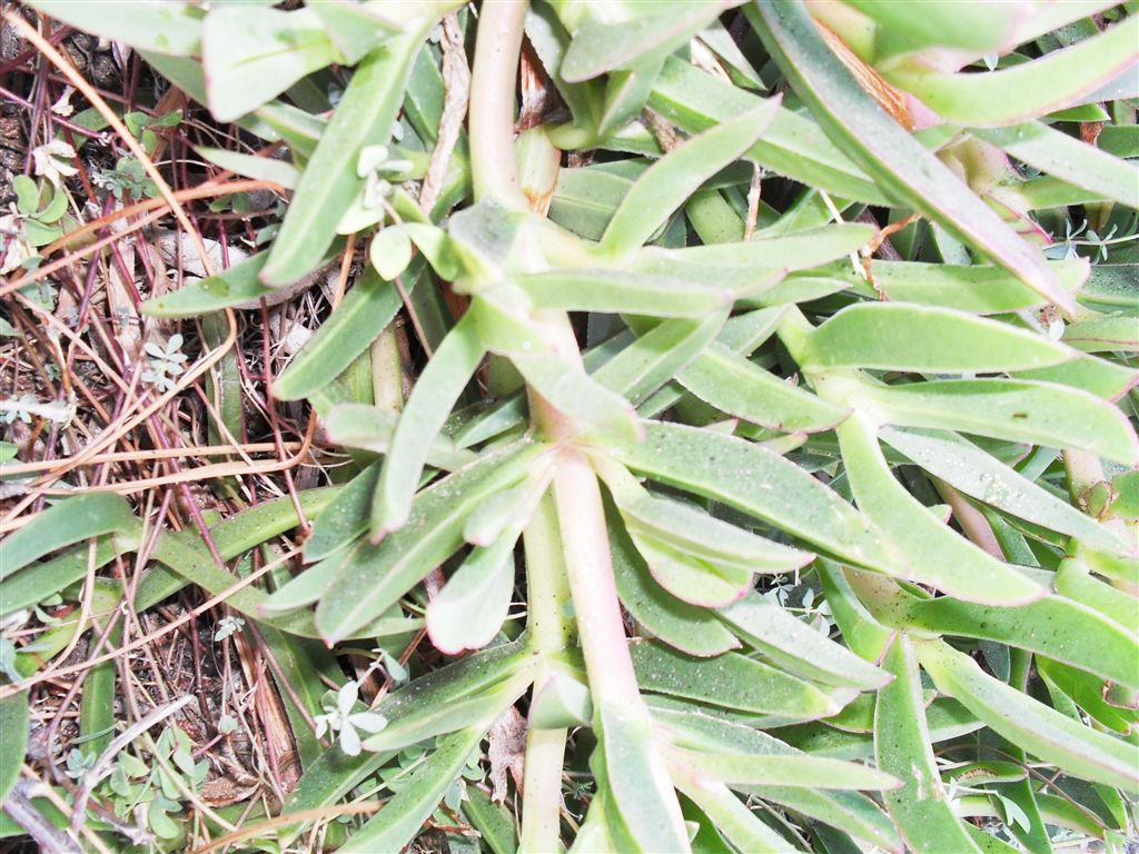 Pianta sulle rocce2 - Carpobrotus edulis?