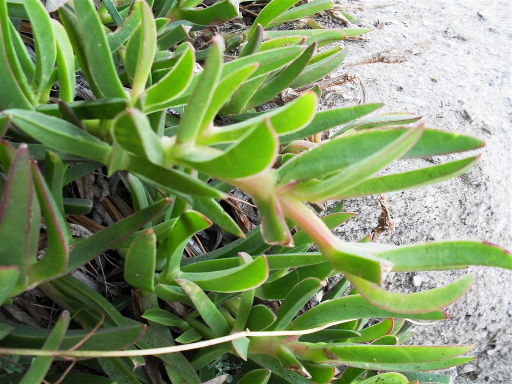 Pianta sulle rocce2 - Carpobrotus edulis?