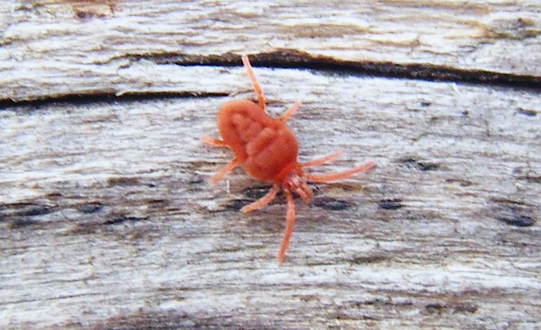 Acari rossi: Allothrombium sp.